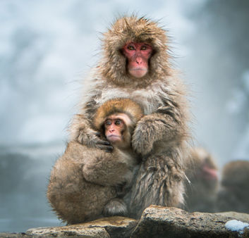 Japanese Macaque Snow Monkey 2018