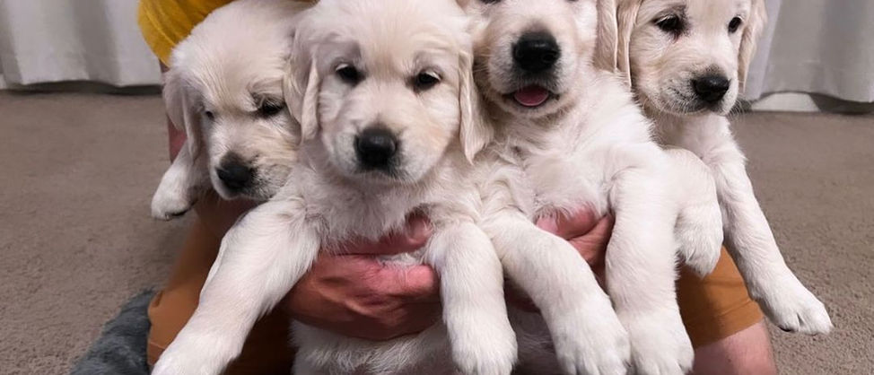 Filhotes de Golden Retriever a venda em sp