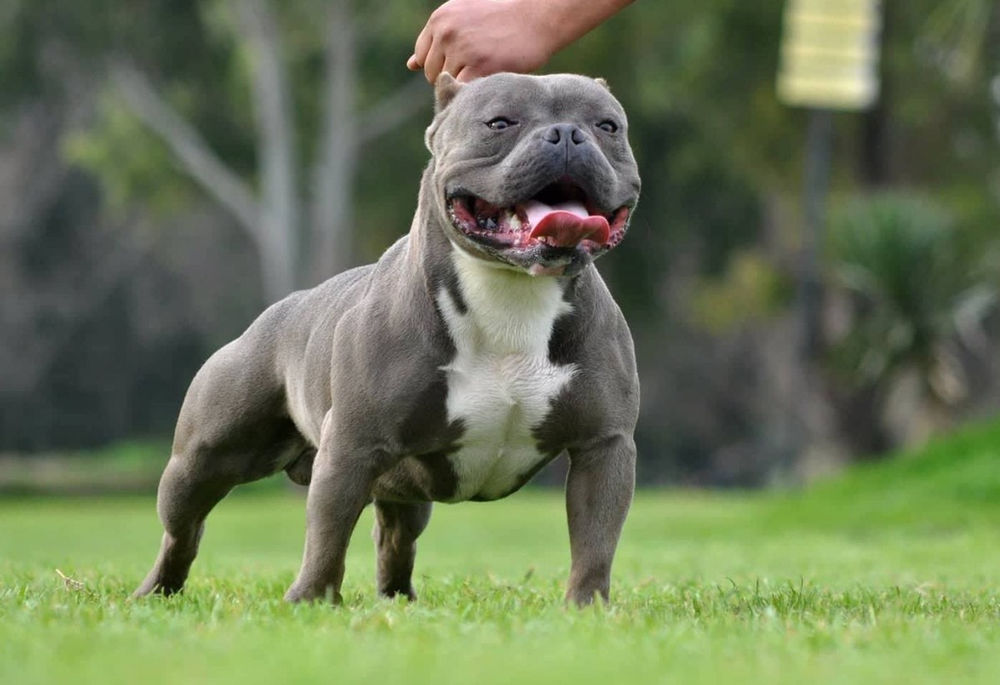 Cachorro forte e pequeno Outlet