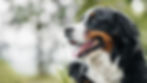canil-de-cachorro-bernese-mountain-dog.jpg