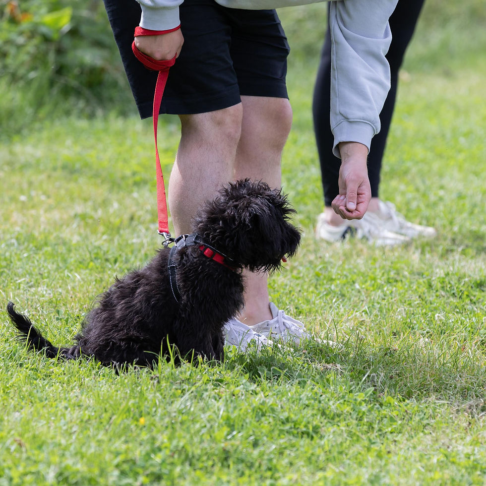 SmartDogs-SM-68