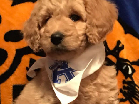 The Pets of Kentucky Are Representin'