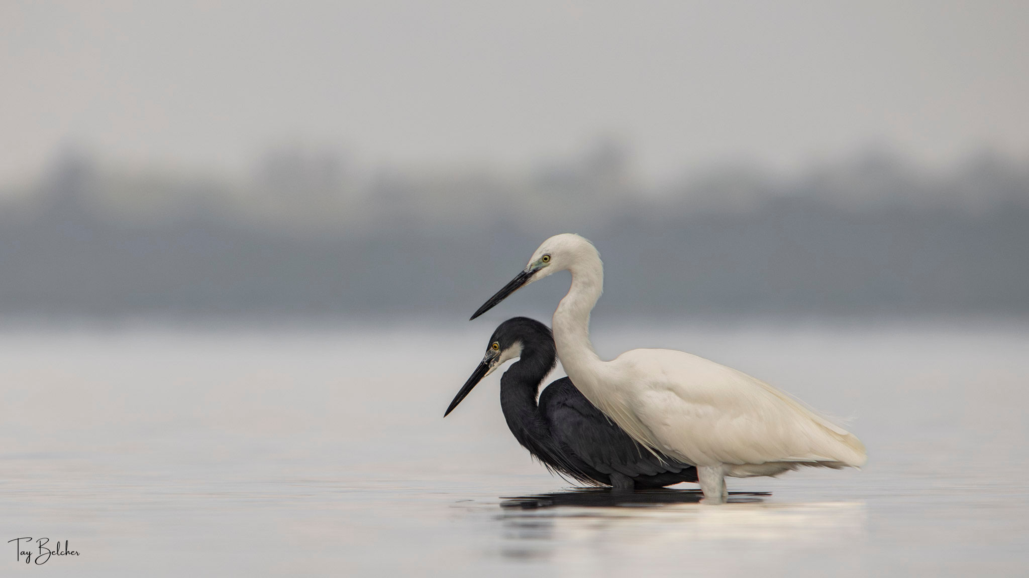 Dimorphic egret and little egret in the ocean