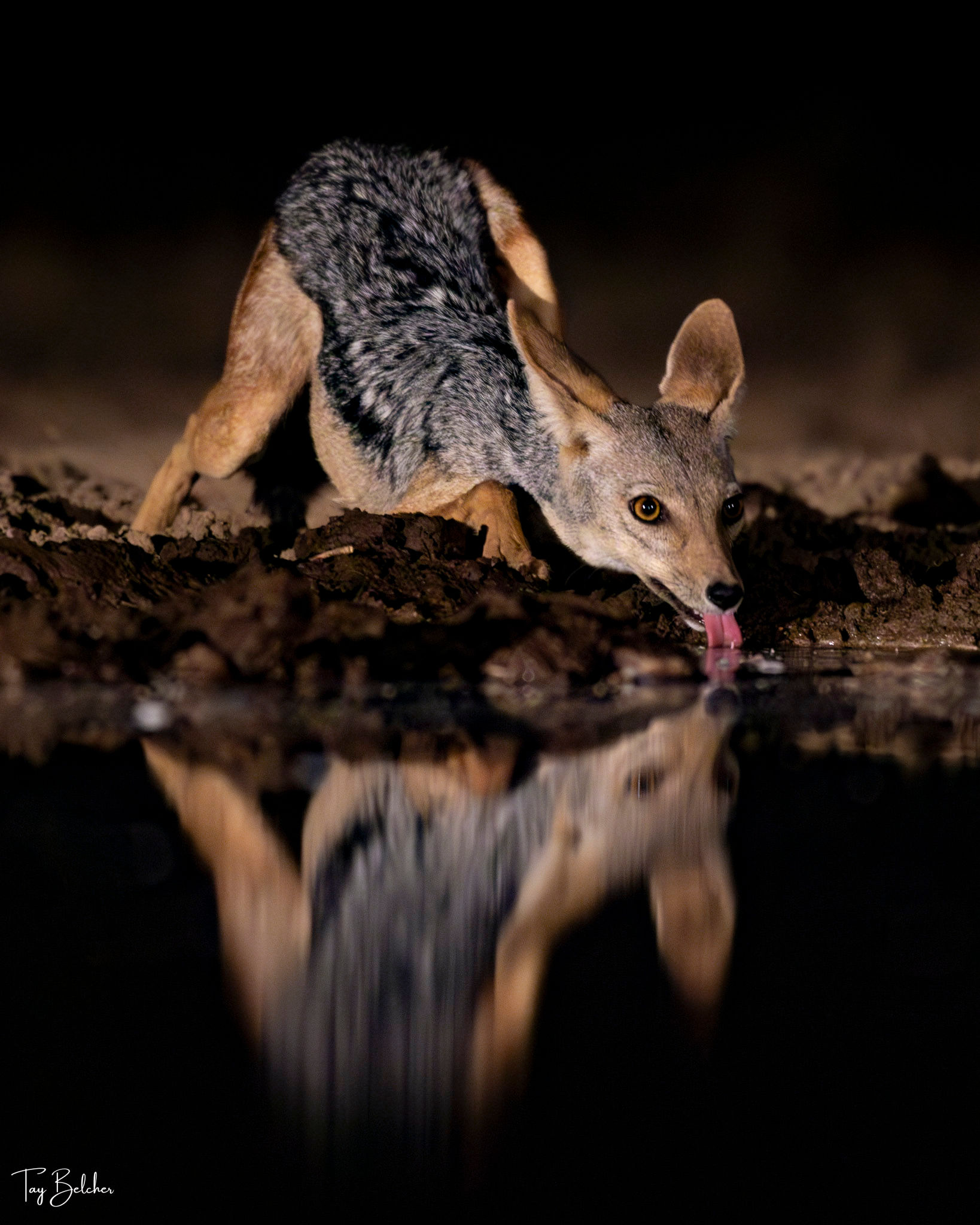 Jackal drinking at a waterhole at Shompole Kenya