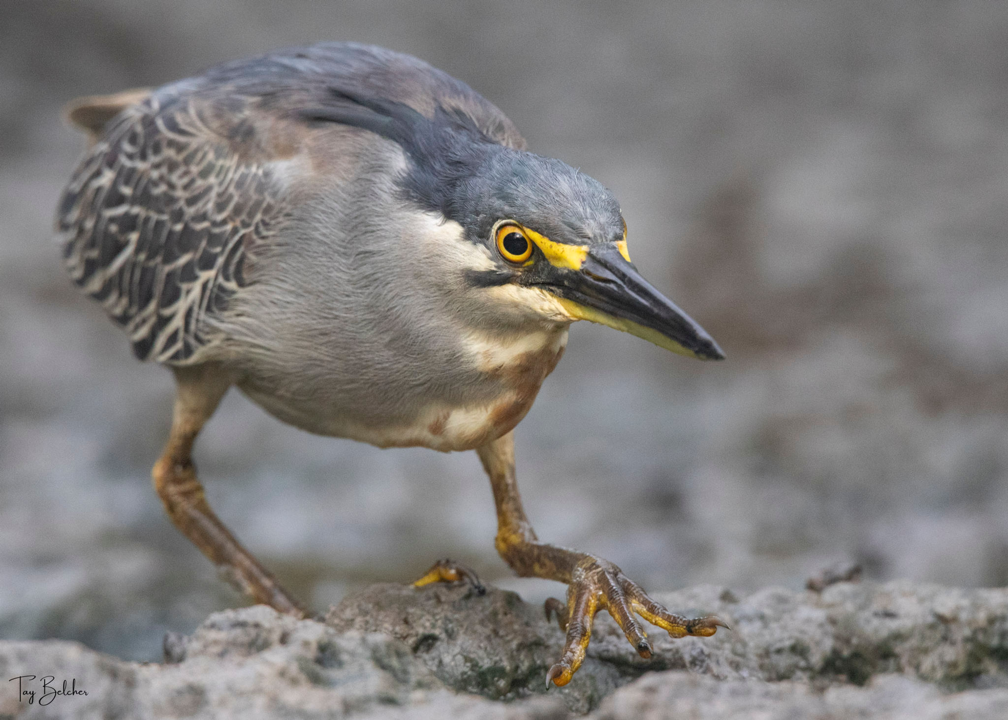 Striated heron bird on the hunt wildlife bird photography