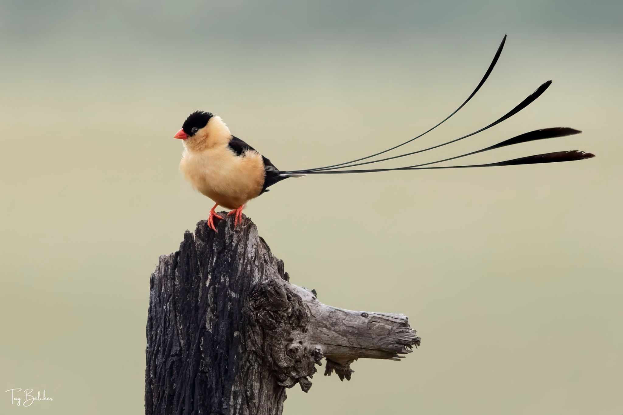 Shaft-tailed whydah perched on branch wildlife photography