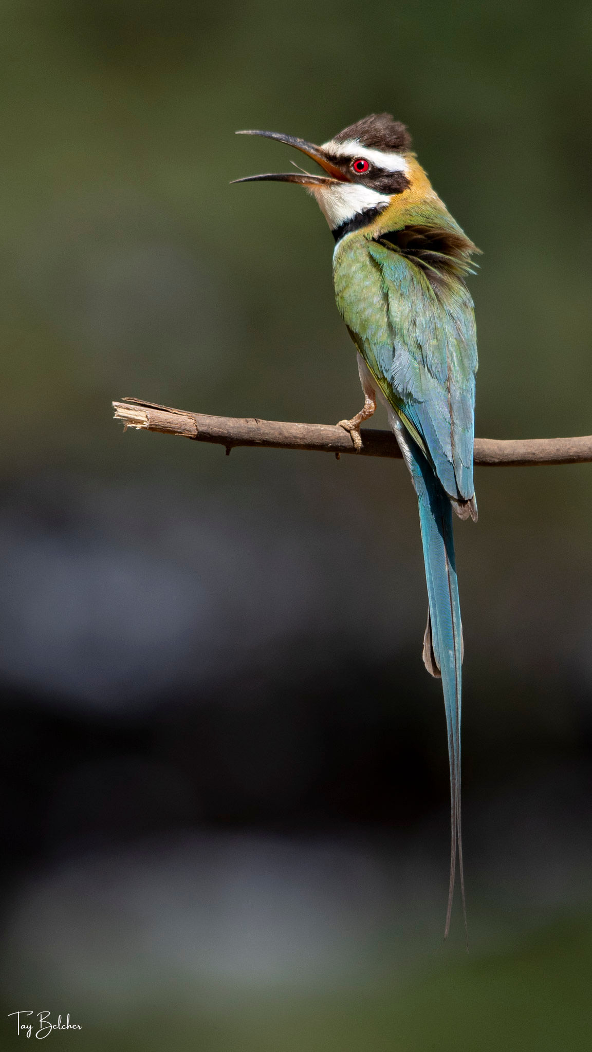 White-throated bee-eater bird perched on branch
