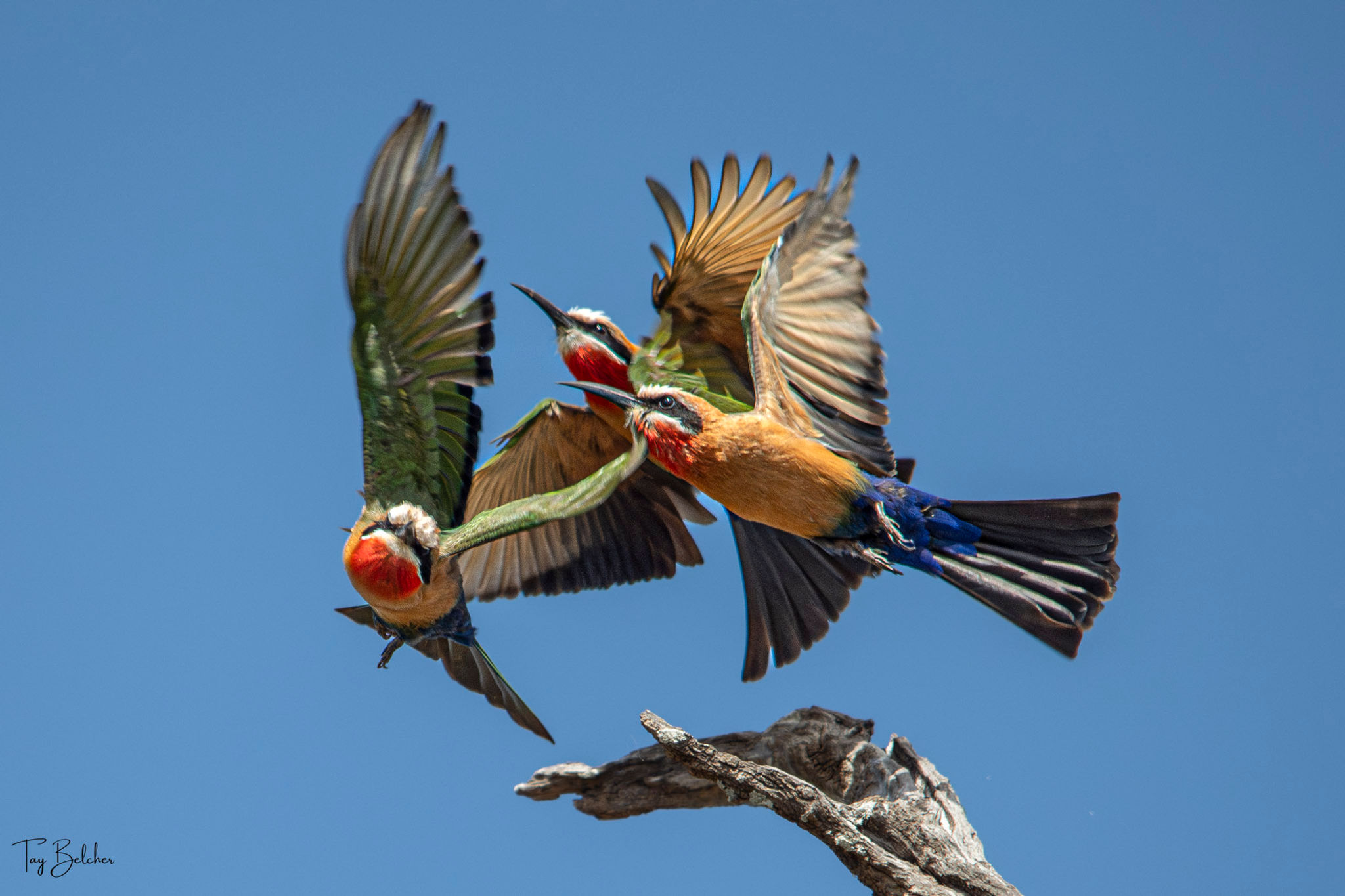 Three white-fronted bee-eaters in flight wildlife photography