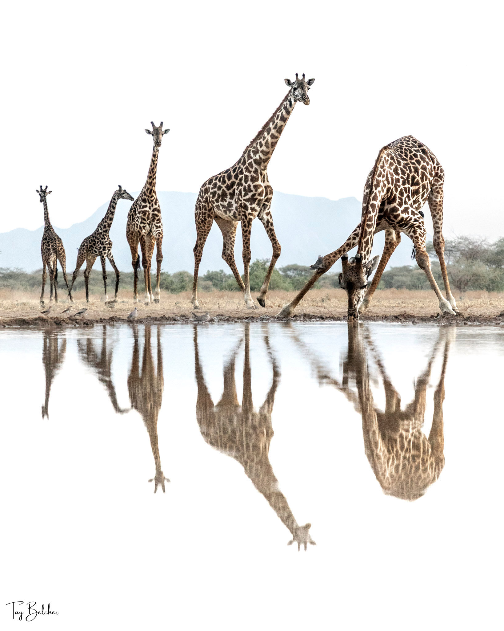 Tower of giraffe at Shompole Hide in Kenya
