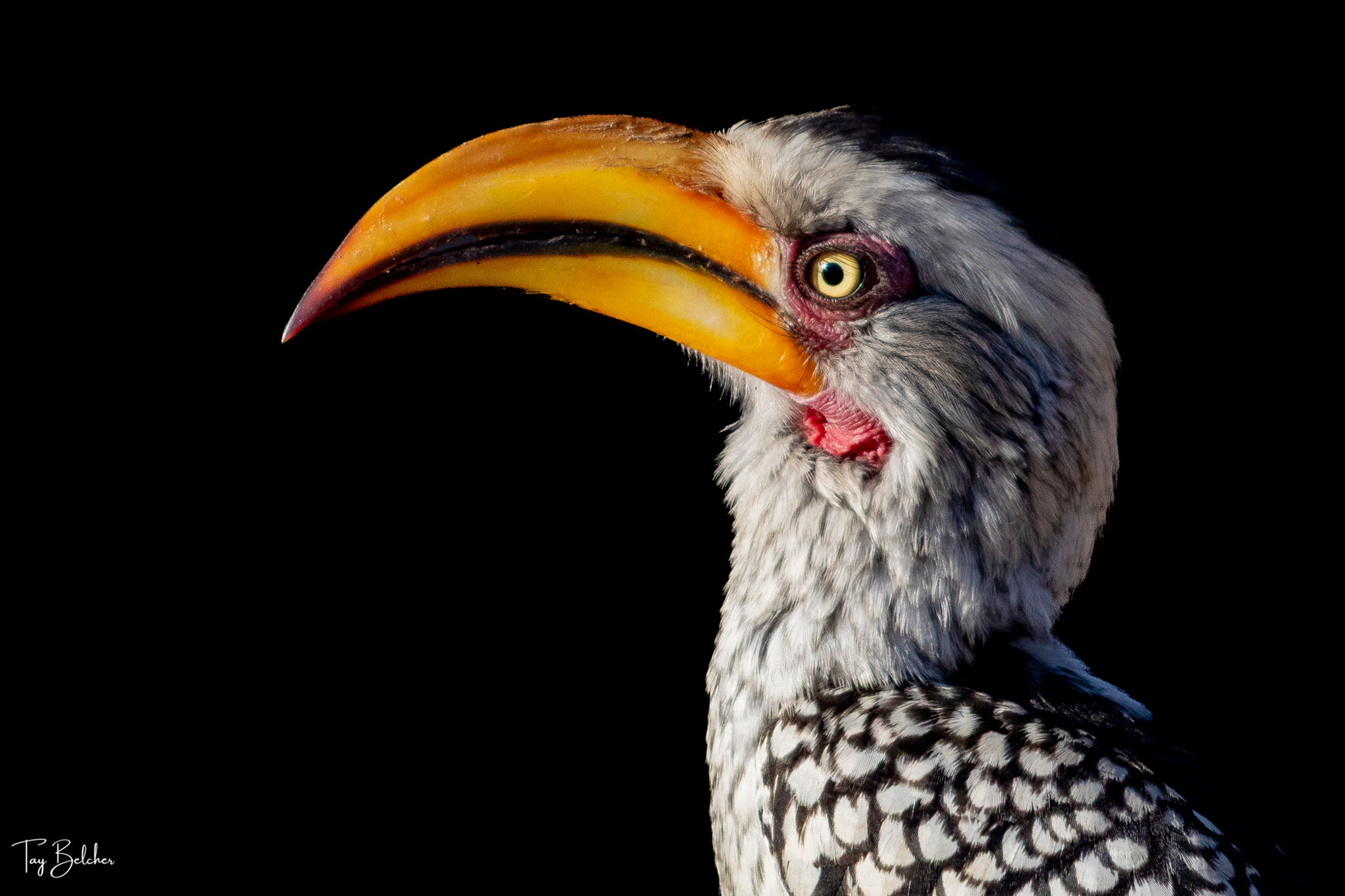 ellow-billed hornbill wildlife portrait on black background