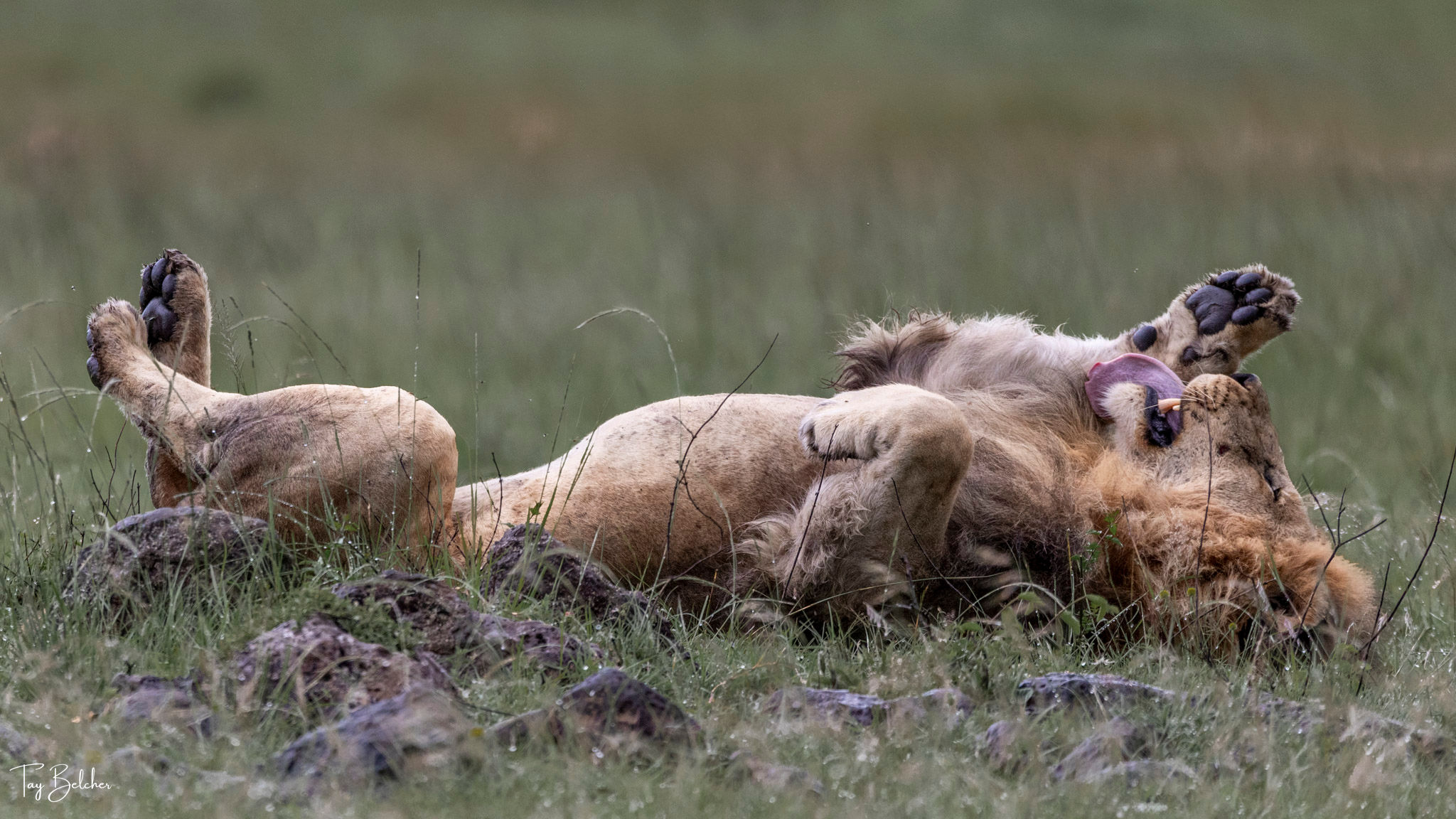 Male lion cleaning its paws after a shower of rain in the Maasai Mara kenya.