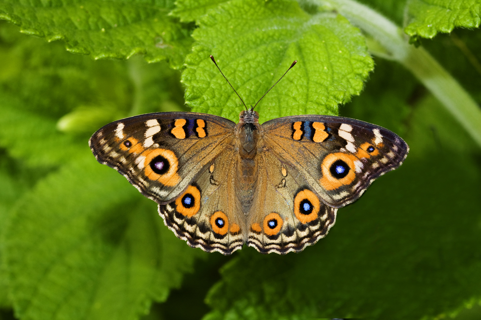 Bribie Island Butterfly House