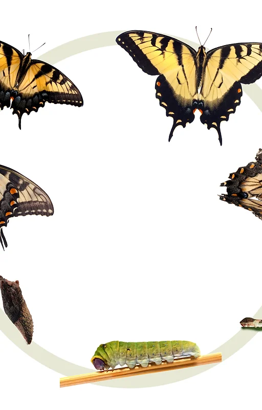 Bribie Island Butterfly House