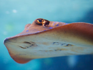 Fisk både føler, leger og har personligheder