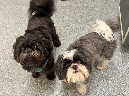 Screenshot 2025-05-16 at 3.46.08 PM.png