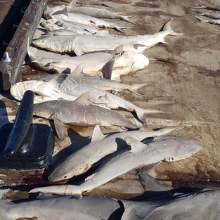 Illegal, Unreported and Unregulated fishing seizure in BIOT