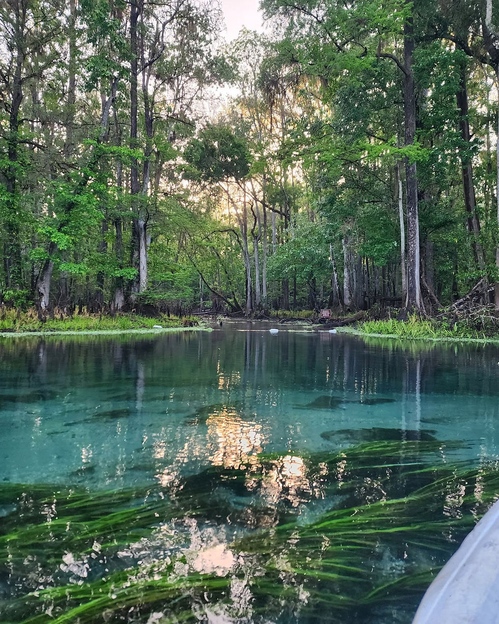 Best Florida Springs