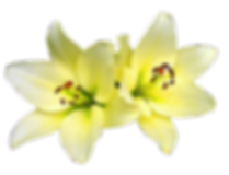 hiclipart.com (9).png