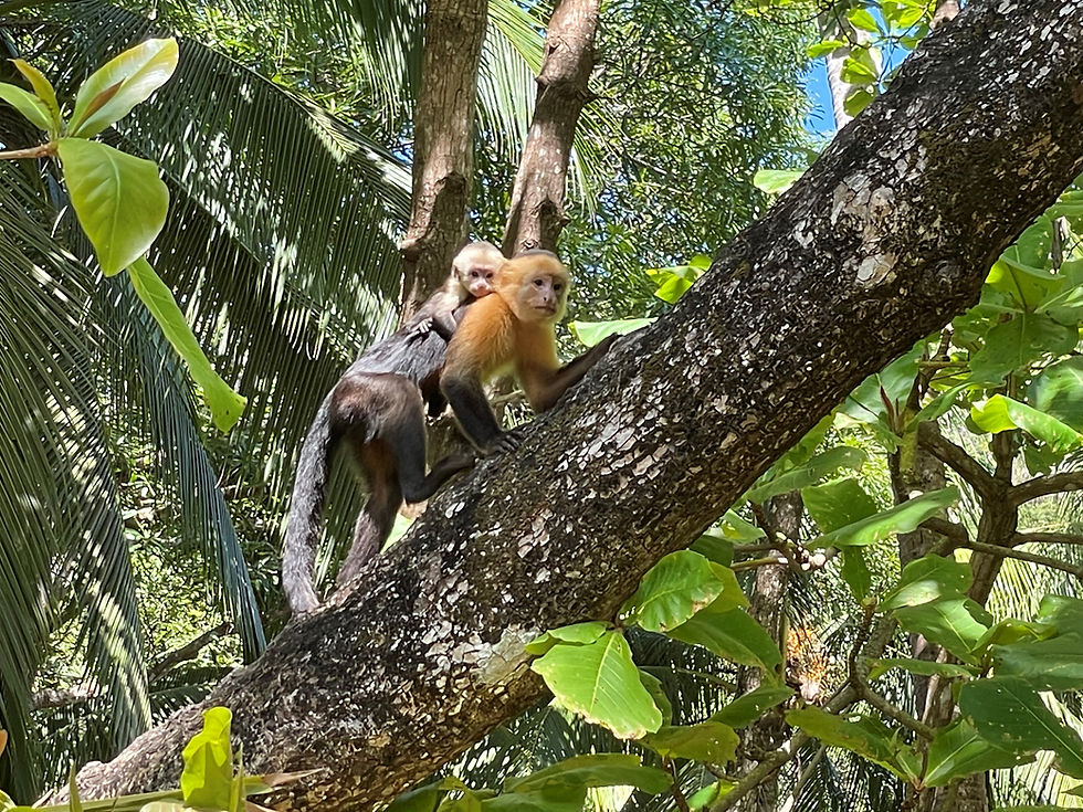 White face female monkey