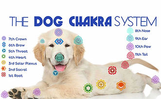 2022_DOG_CHAKRA_1940_9d983883-c75b-49ec-