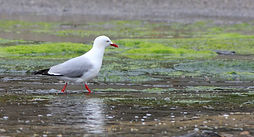 Seagull in intertidal ecosystems