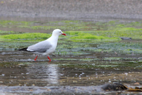 Seagull in Wetlands