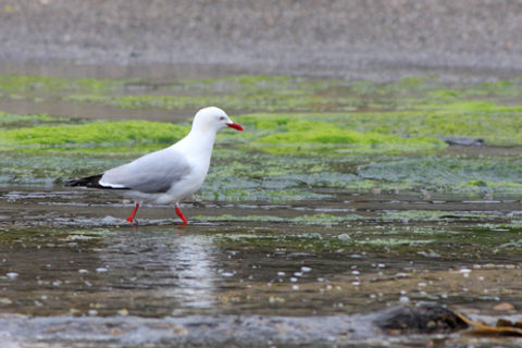Seagull Walking