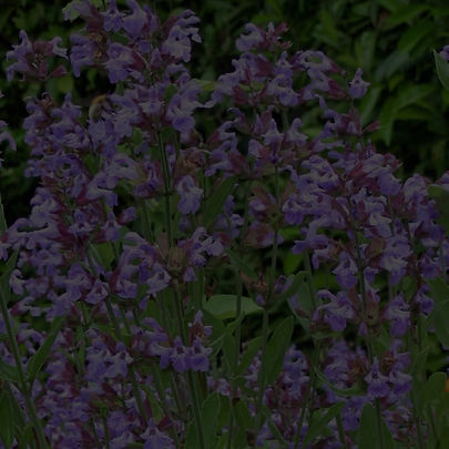 sauge_officinale_edited.jpg