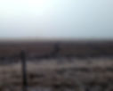Horses in Mist - July 2021.jpg