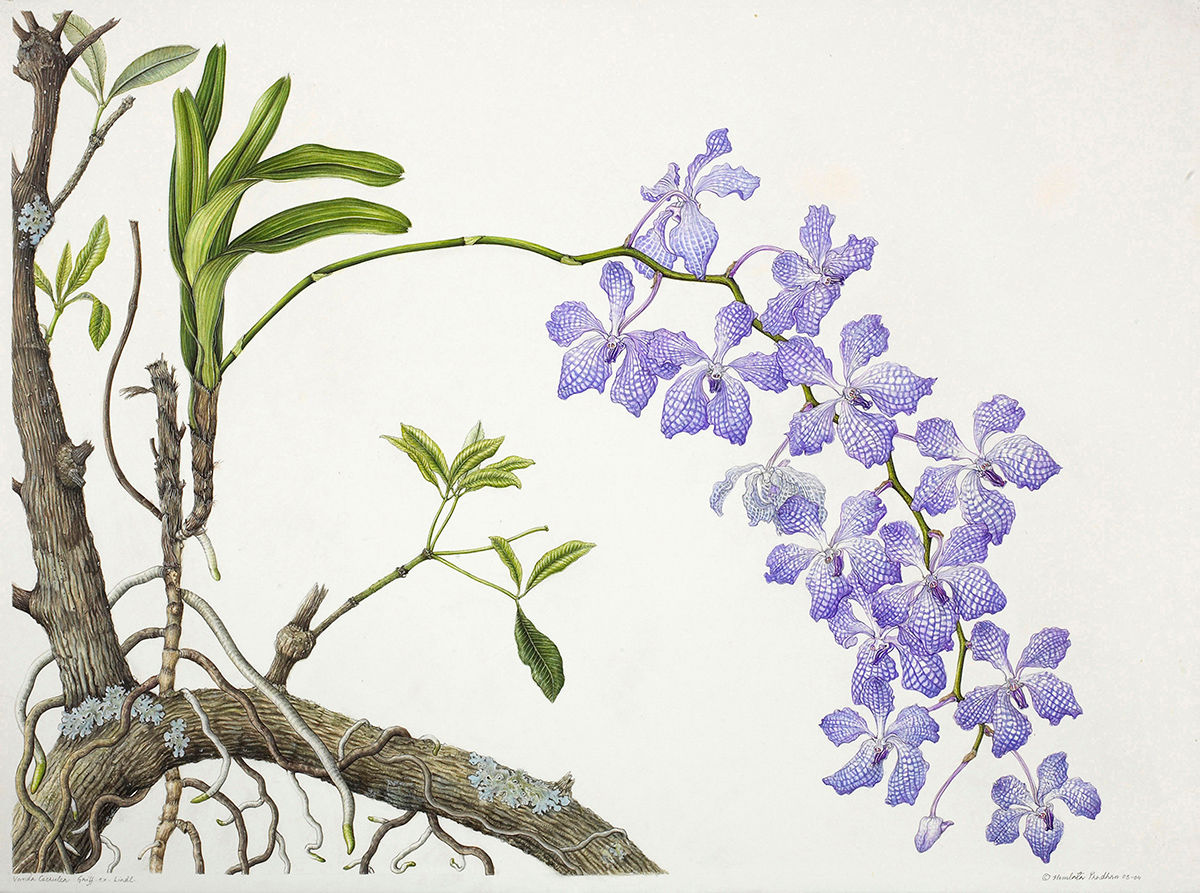 Vanda Coerulea