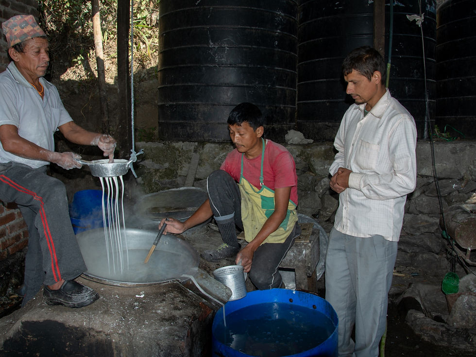 Turning powdered moong dal starch into delicate, noodle-like Phing, the last step! The dough is pressed through a strainer into hot water, boiled instantly, and then cooled in cold water. Photo: Birat Rai/ 2019