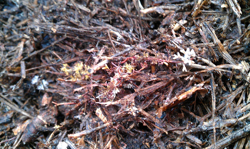 Multiple mycorrhizal species