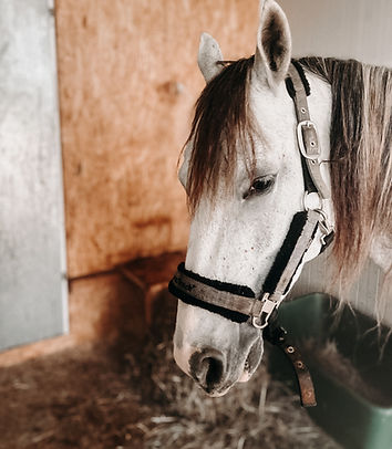 Weißes Pferd in der Box nach physiotherapeutischer Behandlung – Symbol für Ruhe, Vertrauen und Genesung.