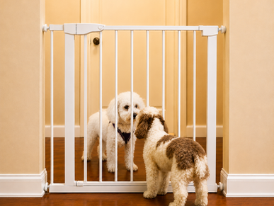 Calm, Safe Dog Introductions — And How We Handle Them at PupMont