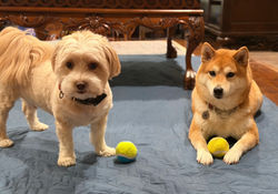 Albie and Scarlett, adorable Pupmont housemates!