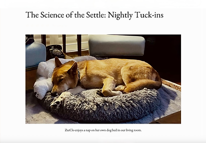 Orange husky dog sleeps soundly on a dog bed in a real home living room in San Mateo