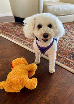 Lulu loves to play all day!