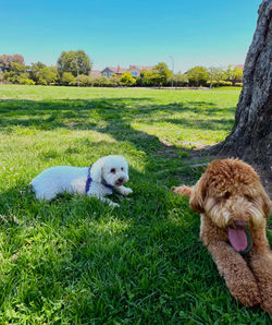 Lulu and Finn enjoy relaxing in the grass.
