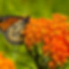 Butterfly-Milkweed__40762.jpg