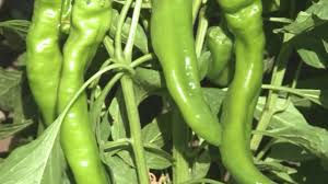 NM chile production down 10 percent in 2017