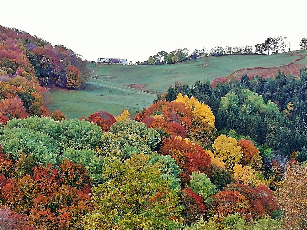 foret-automne
