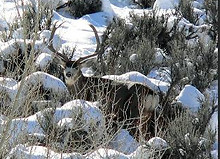 Hunting Lodge Gunnison Montrose Cimarron Colorado