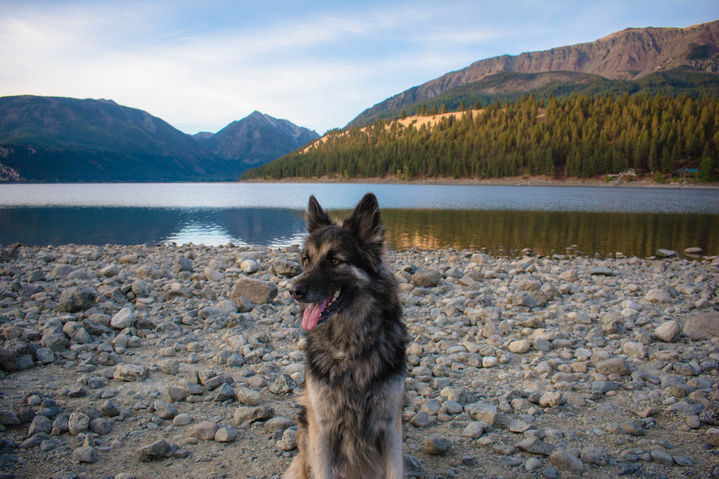 pet photography, creative pet photography, pet photos, dog photography, pet portraits, dog portraits, pet parents.