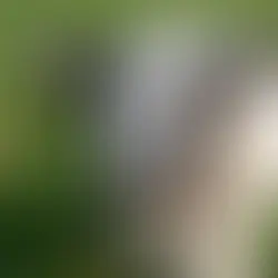 Mount Gilead Estate goats don’t kid around when it comes to retirement village living