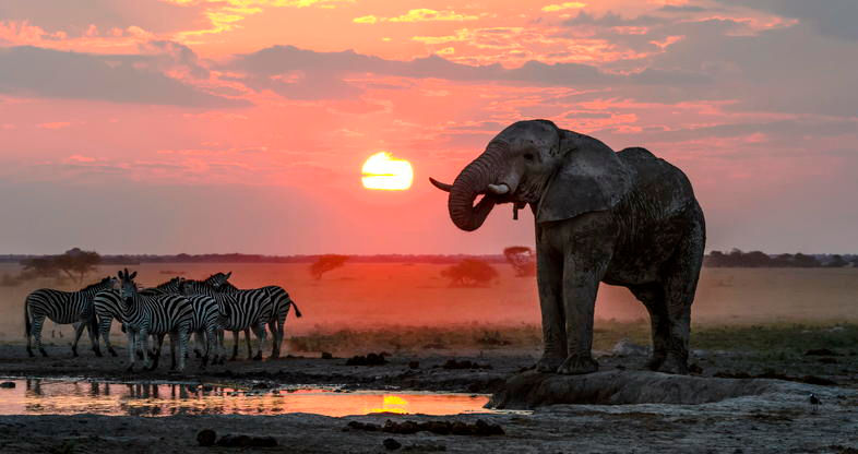 Elephants and zebras at the watering hole in Botswana by IcelandX Travel