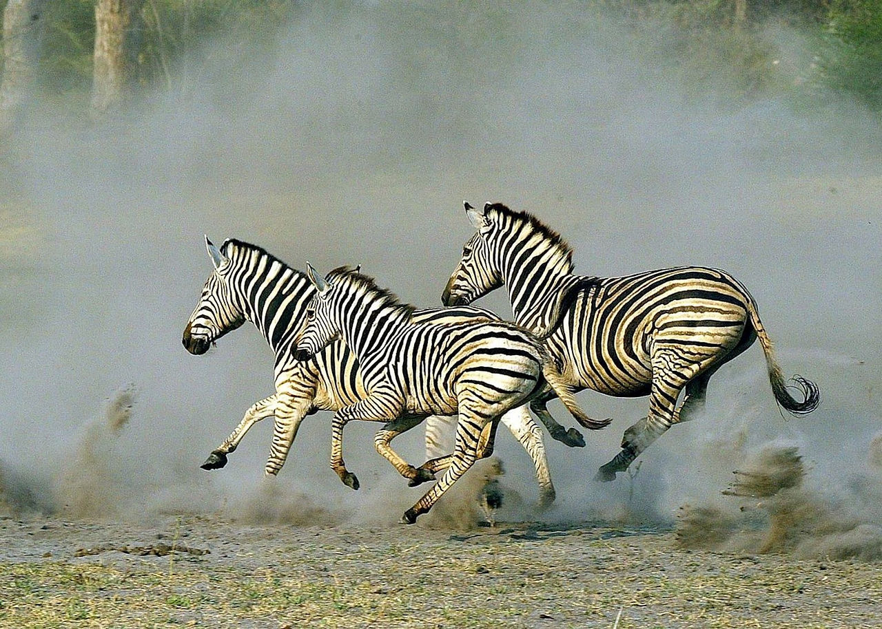 Zebra migration -  IcelandX Travel