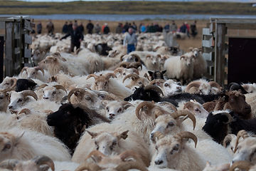 sheep2.jpg