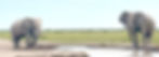 2 elephants at water hole_edited.jpg