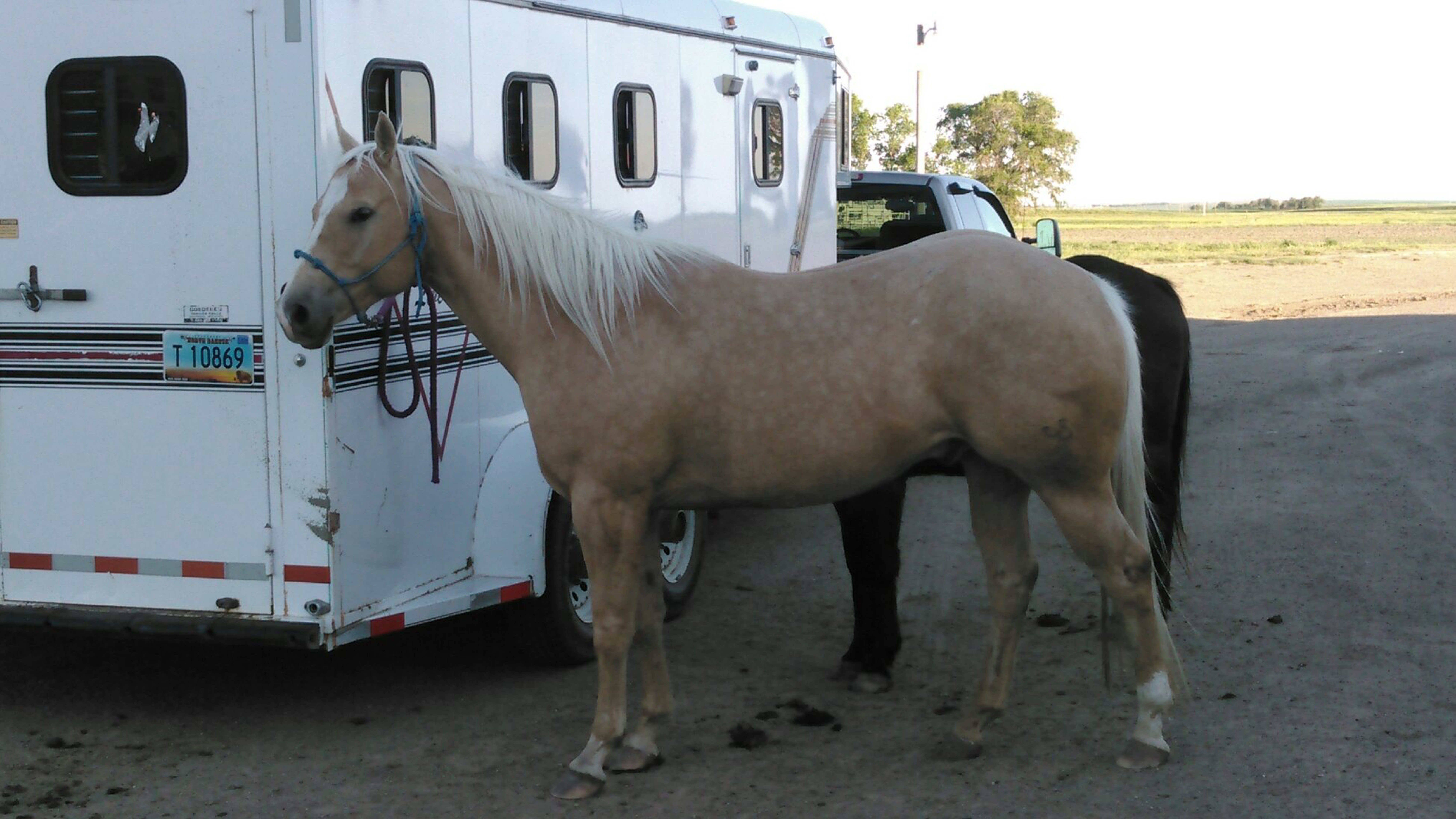 LJSR Gold Nugget