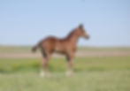 Grade Stallion